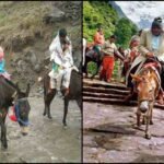 बीमार होने वाले घोड़ा-खच्चरों को किया जाएगा क्वारंटीन, जगह की गई चिह्नित 