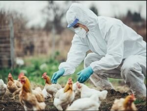 bird-flu.jpg