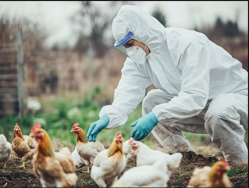 bird-flu.jpg