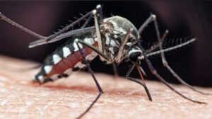 mosquito.jpg