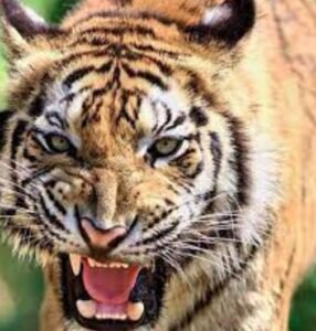 tiger.jpg