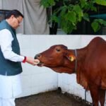 गोवर्धन पूजा के अवसर पर सीएम धामी ने की गौमाता की पूजा, गाय माता के सरंक्षण को लेकर की अपील